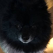 Grizzly Bear is registered to the contest to win money with this photo: dog, black_dog, fluffy, pet, animal, indoor, wooden_floor, closeup, fur, cute, looking_up, companion, domestic_animal, mammal, pomeranian, face, eyes, snout, ears, portrait