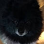 dog, black_dog, fluffy, pet, animal, indoor, wooden_floor, closeup, fur, cute, looking_up, companion, domestic_animal, mammal, pomeranian, face, eyes, snout, ears, portrait