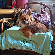 Feti'A participe au concours pour gagner de l'argent avec cette photo : dog, small_dog, fluffy, long_hair, brown_fur, sitting, lying_down, pet, portrait, indoor, home, wicker_chair, chair, cushion, blanket, tablecloth, furniture, radiator, window, cozy