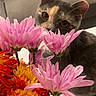 cat, flowers, bouquet, pink_flowers, orange_flowers, curious, pet, indoor, close_up, face, whiskers, plant, nature, colorful, feline, domestic_animal, background_blur, table, cozy, couch