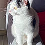 abyssinian, angora, animal, armchair, cat, chair, couch, cushion, furniture, homedecor, kitten, manx, pet, siamese, white