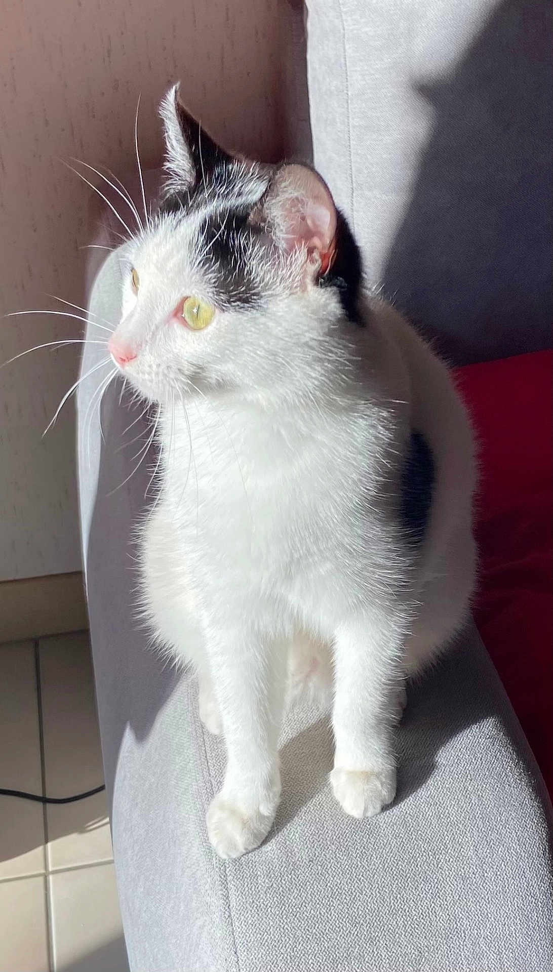 Nala participe au concours pour gagner de l'argent avec cette photo : abyssinian, angora, animal, armchair, cat, chair, couch, cushion, furniture, homedecor, kitten, manx, pet, siamese, white