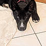 animal, black_dog, blue_eye, brown_eye, canine, closeup, collar, cute, dog, domestic_animal, floor, heterochromia, indoor, lying_down, pet, pink_collar, puppy, tile_floor, whiskers, young_dog