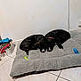 Aya Et Athena a rejoint le concours — aidez-le/la à gagner de superbes lots ! animal, basket, bed, black_fur, collar, cozy, cute, dog, domestic, floor, indoor, pair, pet, puppy, quiet, resting, sleeping, snuggling, tile_floor, toy