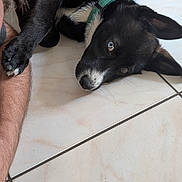 Aya Et Athena a rejoint le concours — aidez-le/la à gagner de superbes lots ! animal, arm, black_and_white, canine, close_up, collar, companion, cute, dog, domestic_animal, fur, heterochromia, indoor, lying_down, paw, person, pet, relaxed, resting, tile_floor