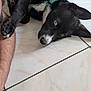 animal, arm, black_and_white, canine, close_up, collar, companion, cute, dog, domestic_animal, fur, heterochromia, indoor, lying_down, paw, person, pet, relaxed, resting, tile_floor