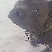 Bubby joined the competition — help win amazing prizes! animal, canine, close_up, cold, collar, daylight, dog, ears, face, fur, ground, leash, looking_up, muzzle, nature, outdoor, pet, playful, snow, winter