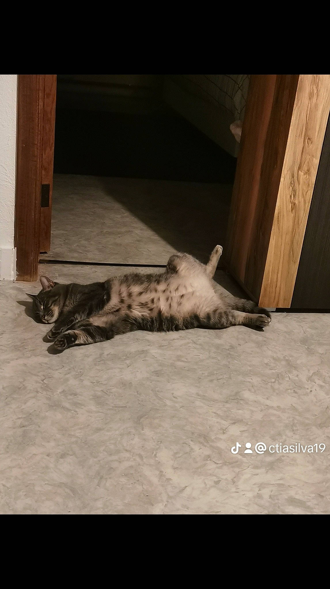 Tiko a rejoint le concours — aidez-le/la à gagner de superbes lots ! cat, comfort, dog_breed, domestic_short_haired_cat, fawn, felidae, flooring, fur, hardwood, linens, paw, room, small_to_medium_sized_cats, snout, sporting_group, tail, tints_and_shades, whiskers, window, wood