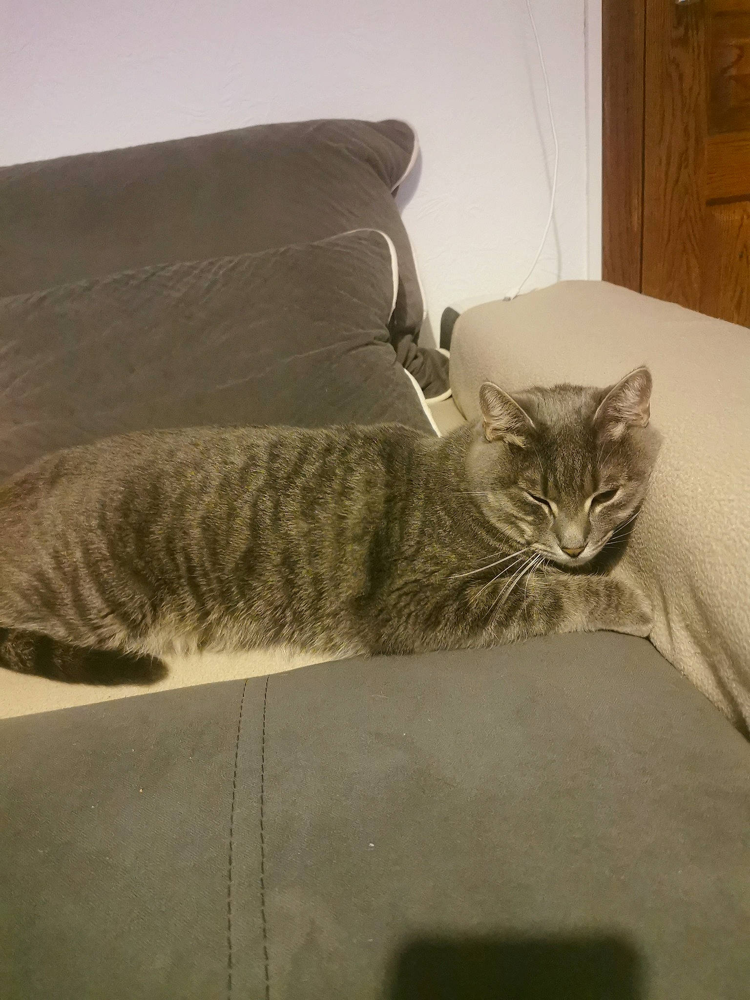 Tiko a rejoint le concours — aidez-le/la à gagner de superbes lots ! bed, carnivore, cat, comfort, couch, domestic_short_haired_cat, felidae, flooring, fur, grey, hardwood, house, linens, room, small_to_medium_sized_cats, snout, tail, whiskers, window, wood