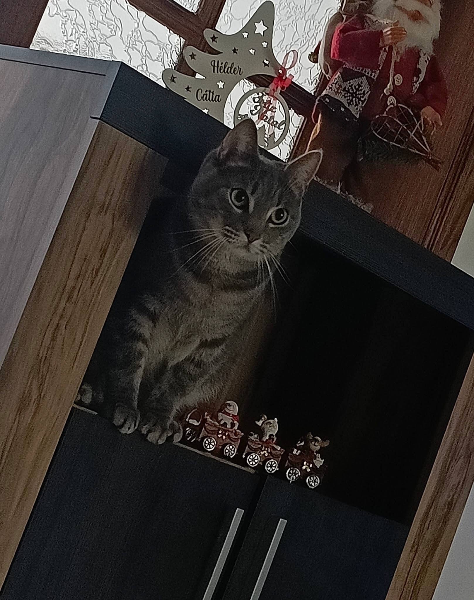 Tiko a rejoint le concours — aidez-le/la à gagner de superbes lots ! carnivore, cat, chair, couch, domestic_short_haired_cat, fawn, felidae, floor, flooring, font, fur, grey, hardwood, metal, photo_caption, rectangle, small_to_medium_sized_cats, tail, whiskers, wood