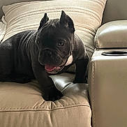 Cairo is registered to the contest to win money with this photo: puppy, dog, black_dog, couch, leather, indoor, pet, young_dog, canine, tongue_out, curious, cozy, cushion, comfort, animal, fur, ears, paw, resting, living_room