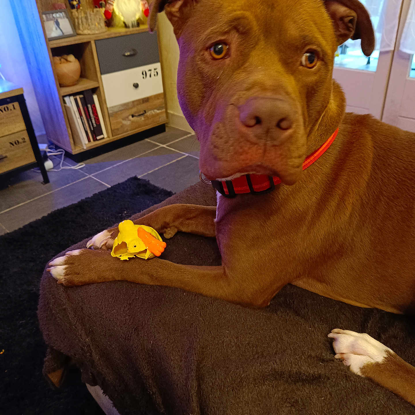 Aston a rejoint le concours — aidez-le/la à gagner de superbes lots ! animal, architecture, building, bulldog, cabinet, canine, clothing, couch, dog, flower, footwear, furniture, indoors, livingroom, person, pet, plant, room, shelf, shoe