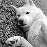 dog, white_dog, lying_down, outdoor, rocks, paw, fur, close_up, pet, animal, relaxed, black_and_white, texture, canine, nature, resting, portrait, cute, sleepy, companion