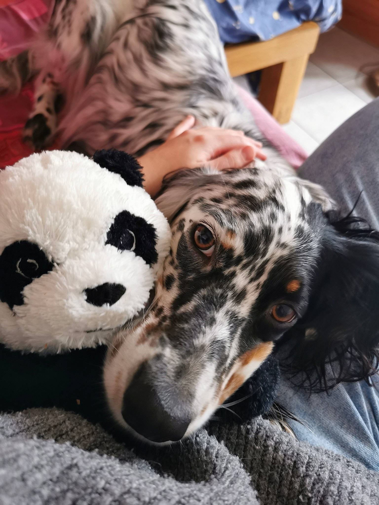 Ollie a rejoint le concours — aidez-le/la à gagner de superbes lots ! ball, carnivore, comfort, companion_dog, dalmatian, dog, dog_breed, fawn, fur, metal, non_sporting_group, panda, snout, sporting_group, stuffed_toy, terrestrial_animal, toy, whiskers, working_animal, working_dog