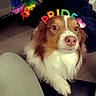 Apollo Creed is registered to the contest to win money with this photo: dog, pride, colorful, flower, pet, fur, indoor, brown, white, canine, animal, looking_up, accessory, celebration, rainbow, close_up, cute, friendly, nose, paw