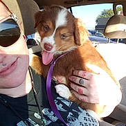 Apollo Creed joined the competition — help win amazing prizes! puppy, dog, person, car_interior, sunglasses, tattoo, hand, sunlight, seat, leash, smile, tongue_out, close_up, happy, pet, window, daylight, casual, cute, animal