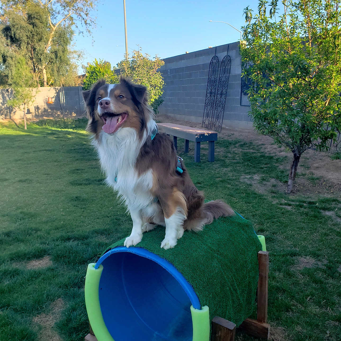 Apollo Creed is registered to the contest to win money with this photo: dog, outdoor, grass, blue_sky, tree, agility_tunnel, pet, canine, play, sunlight, bench, fence, happy, tongue_out, park, animal, daytime, nature, leisure, smiling
