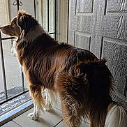 Apollo Creed is registered to the contest to win money with this photo: dog, brown, white, fur, standing, door, metal_screen, tile_floor, indoor, gazing, waiting, sneaker, shoe, tail, decorative, light, shadow, pet, companion, curious