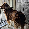 dog, brown, white, fur, standing, door, metal_screen, tile_floor, indoor, gazing, waiting, sneaker, shoe, tail, decorative, light, shadow, pet, companion, curious