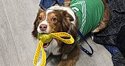 Apollo Creed joined the competition — help win amazing prizes! dog, toy, green_shirt, floor, blanket, indoor, brown_and_white, playful, pet, canine, leash, fur, paw, nose, ears, mouth, animal, cute, household, resting