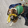 dog, toy, green_shirt, floor, blanket, indoor, brown_and_white, playful, pet, canine, leash, fur, paw, nose, ears, mouth, animal, cute, household, resting