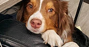 Apollo Creed joined the competition — help win amazing prizes! dog, brown_and_white_dog, office, desk, chair, paws, notebook, pen, papers, cup, wooden_desk, looking_up, indoor, pet, animal, resting, curious, leisure, close_up, cute