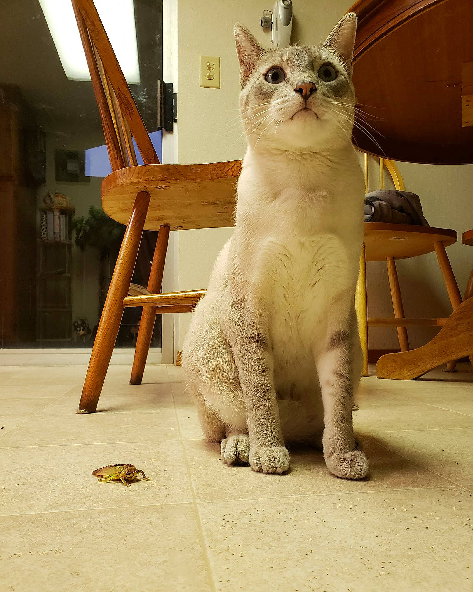 Pootie joined the competition — help win amazing prizes! aegean_cat, asian, burmilla, carnivoran, cat, cat_like_mammal, domestic_short_haired_cat, european_shorthair, fauna, fur, small_to_medium_sized_cats, snout, whiskers