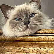 Tigrette a rejoint le concours — aidez-le/la à gagner de superbes lots ! cat, blue_eyes, fluffy, resting, wood, wooden_surface, close_up, animal, pet, feline, whiskers, ears, face, portrait, indoor, relaxed, soft_fur, light, texture, expression