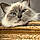 Tigrette