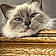 Tigrette