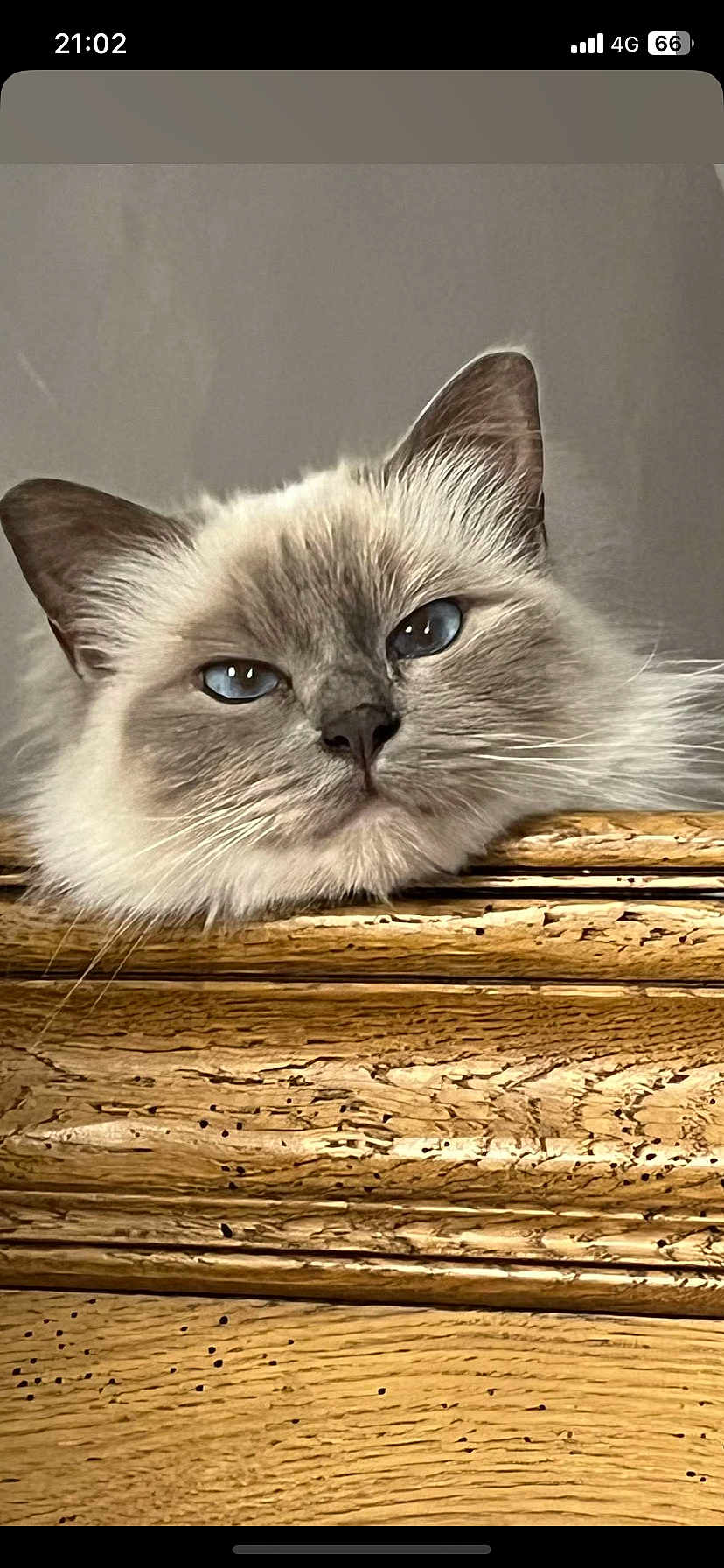 Tigrette a rejoint le concours — aidez-le/la à gagner de superbes lots ! cat, blue_eyes, fluffy, resting, wood, wooden_surface, close_up, animal, pet, feline, whiskers, ears, face, portrait, indoor, relaxed, soft_fur, light, texture, expression