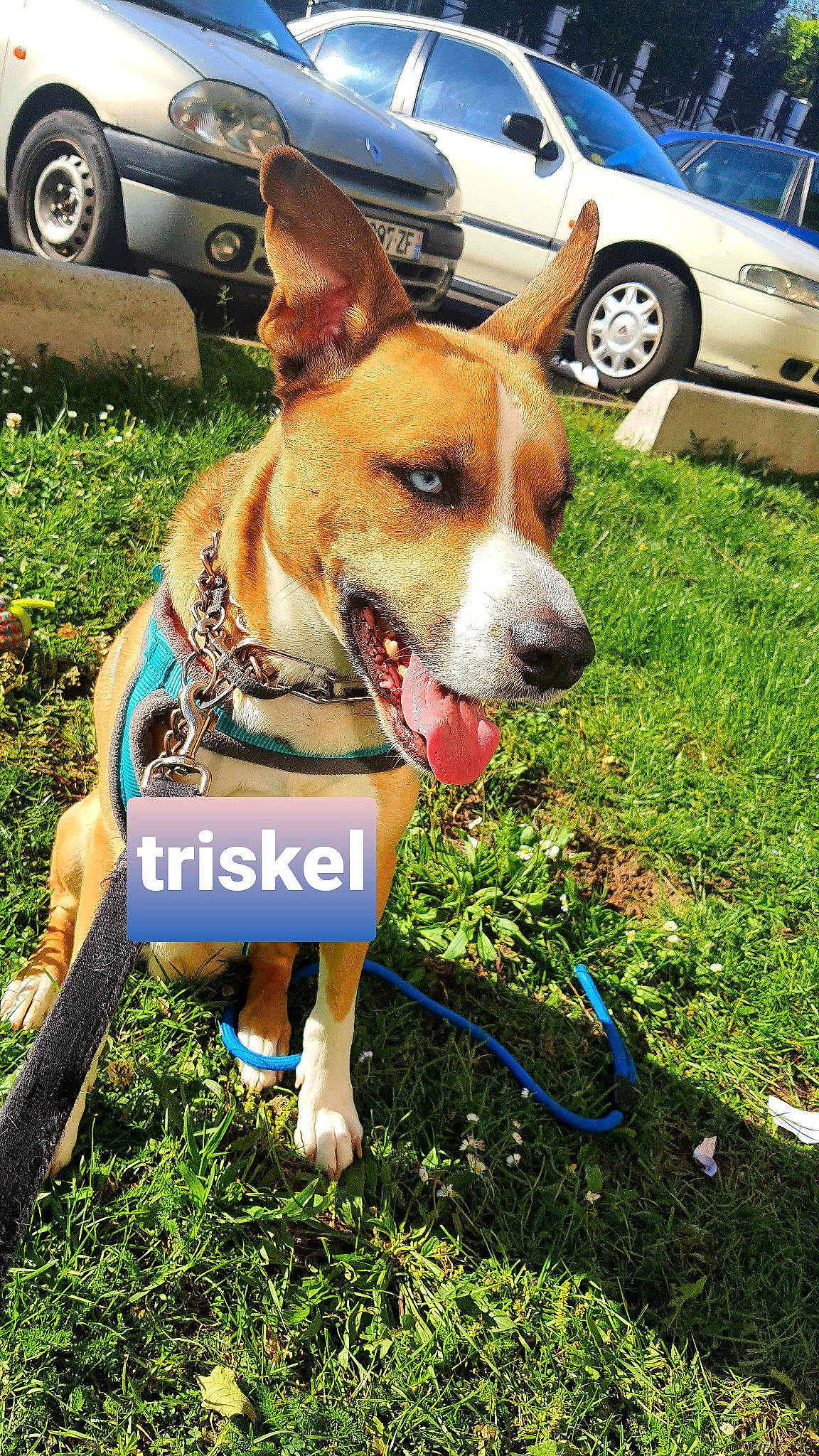 Triskel participe au concours pour gagner de l'argent avec cette photo : automotive_tire, car, carnivore, collar, companion_dog, dog, dog_breed, dog_collar, dog_supply, fawn, fun, grass, hubcap, leash, plant, snout, tire, vehicle, wheel, working_animal