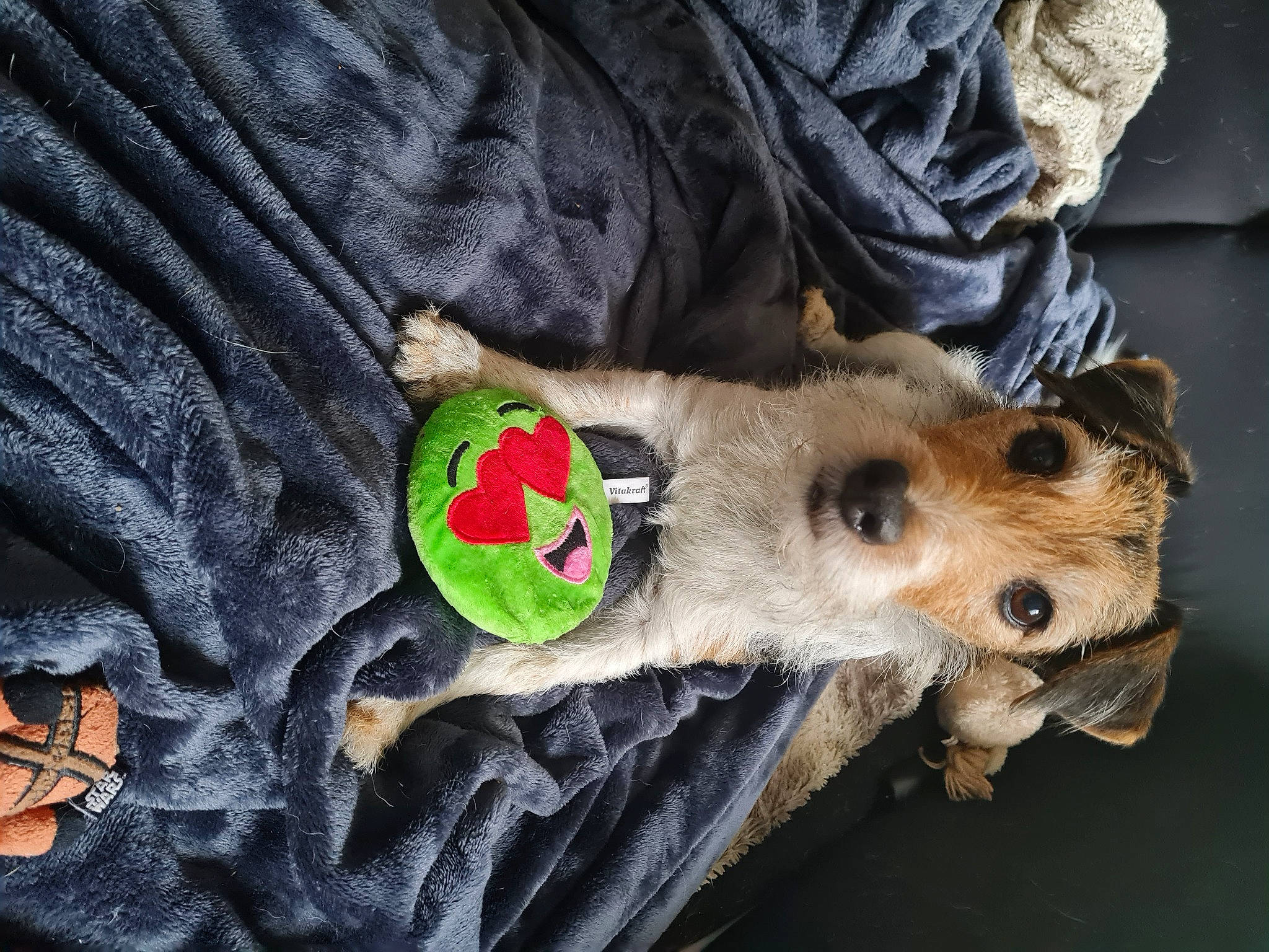 Skinny a rejoint le concours — aidez-le/la à gagner de superbes lots ! canidae, carnivore, companion_dog, dog, dog_breed, fawn, fur, marsupial, plush, possum, sleeve, snout, sporting_group, sportswear, stuffed_toy, terrestrial_animal, toy, whiskers, wood