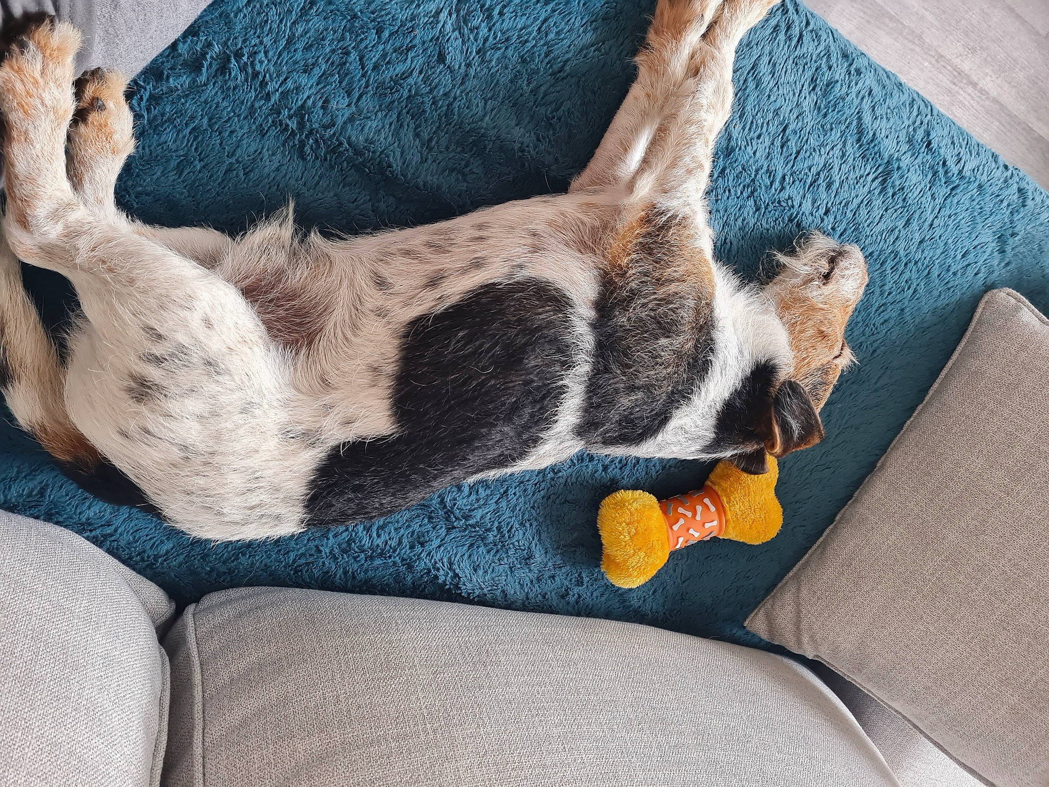 Skinny participe au concours pour gagner de l'argent avec cette photo : carnivore, cat, comfort, companion_dog, dog, dog_breed, domestic_short_haired_cat, fawn, felidae, foot, fur, grey, human_leg, paw, small_to_medium_sized_cats, snout, sporting_group, tail, textile, whiskers