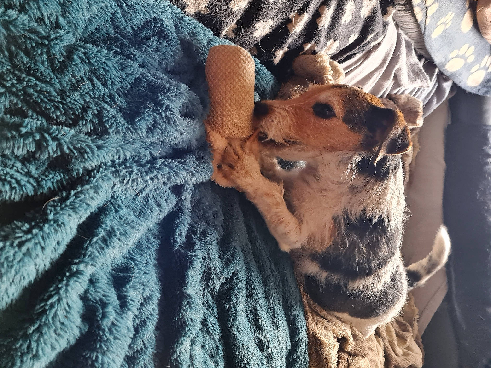 Skinny participe au concours pour gagner de l'argent avec cette photo : canidae, carnivore, claw, companion_dog, dog_breed, domestic_short_haired_cat, fawn, felidae, fur, gesture, human_leg, paw, small_to_medium_sized_cats, snout, sporting_group, tail, textile, tree, whiskers, wildlife