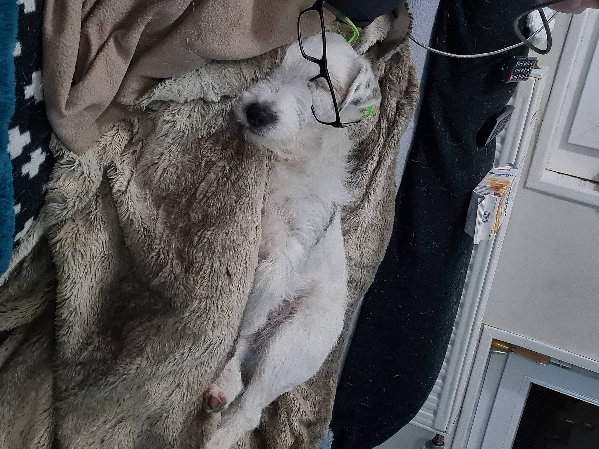 Yoshi participe au concours pour gagner de l'argent avec cette photo : canidae, carnivore, companion_dog, dog, dog_breed, domestic_short_haired_cat, eyewear, fawn, felidae, fur, fur_clothing, grey, small_to_medium_sized_cats, snout, sporting_group, vehicle_door, whiskers, wildlife, wood