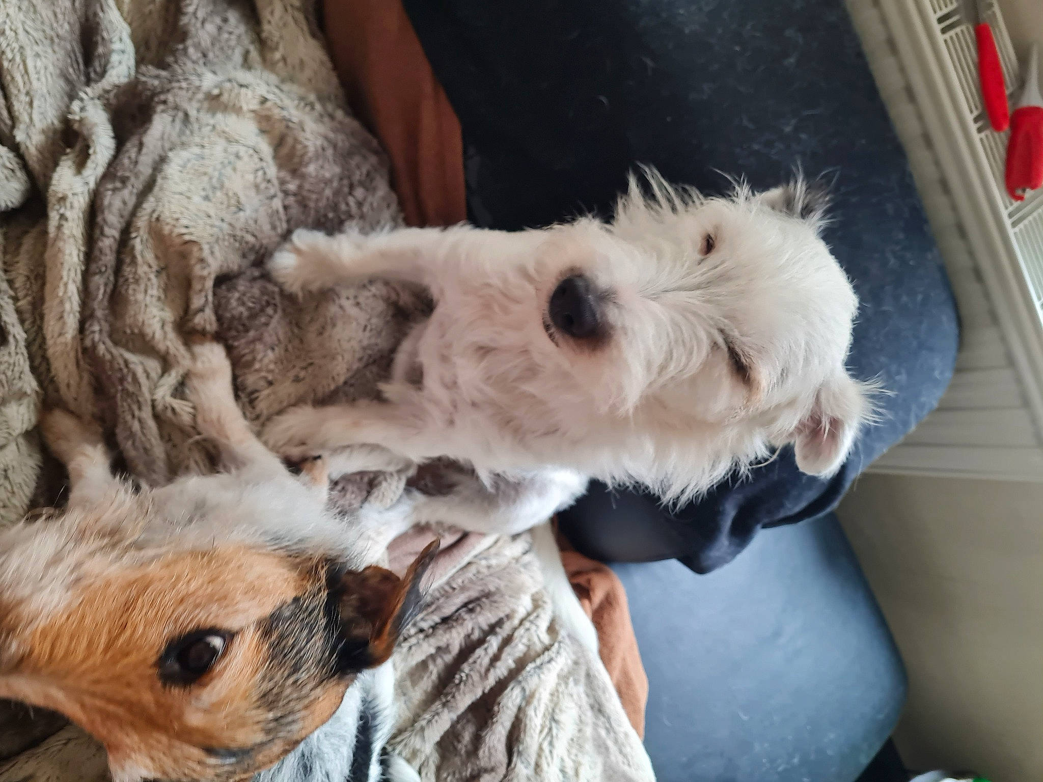 Yoshi participe au concours pour gagner de l'argent avec cette photo : canidae, carnivore, companion_dog, dog, dog_breed, dog_supply, fawn, fur, livestock, mammal, small_terrier, snout, sporting_group, terrestrial_animal, terrier, vertebrate, whiskers, wildlife, working_animal, working_terrier