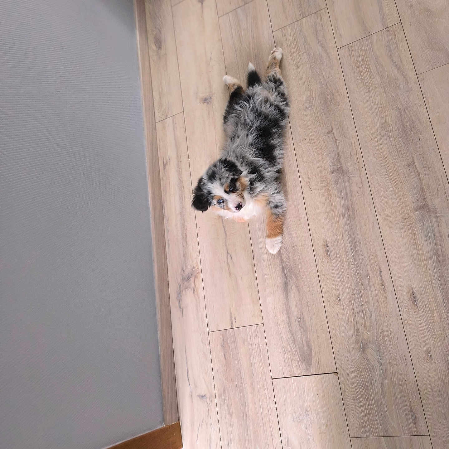 Vaïana a rejoint le concours — aidez-le/la à gagner de superbes lots ! animal, canine, cat, cockerspaniel, dog, hardwood, hound, husky, indoors, interiordesign, kitten, manx, pet, plywood, puppy, stainedwood, wood, woodpanels