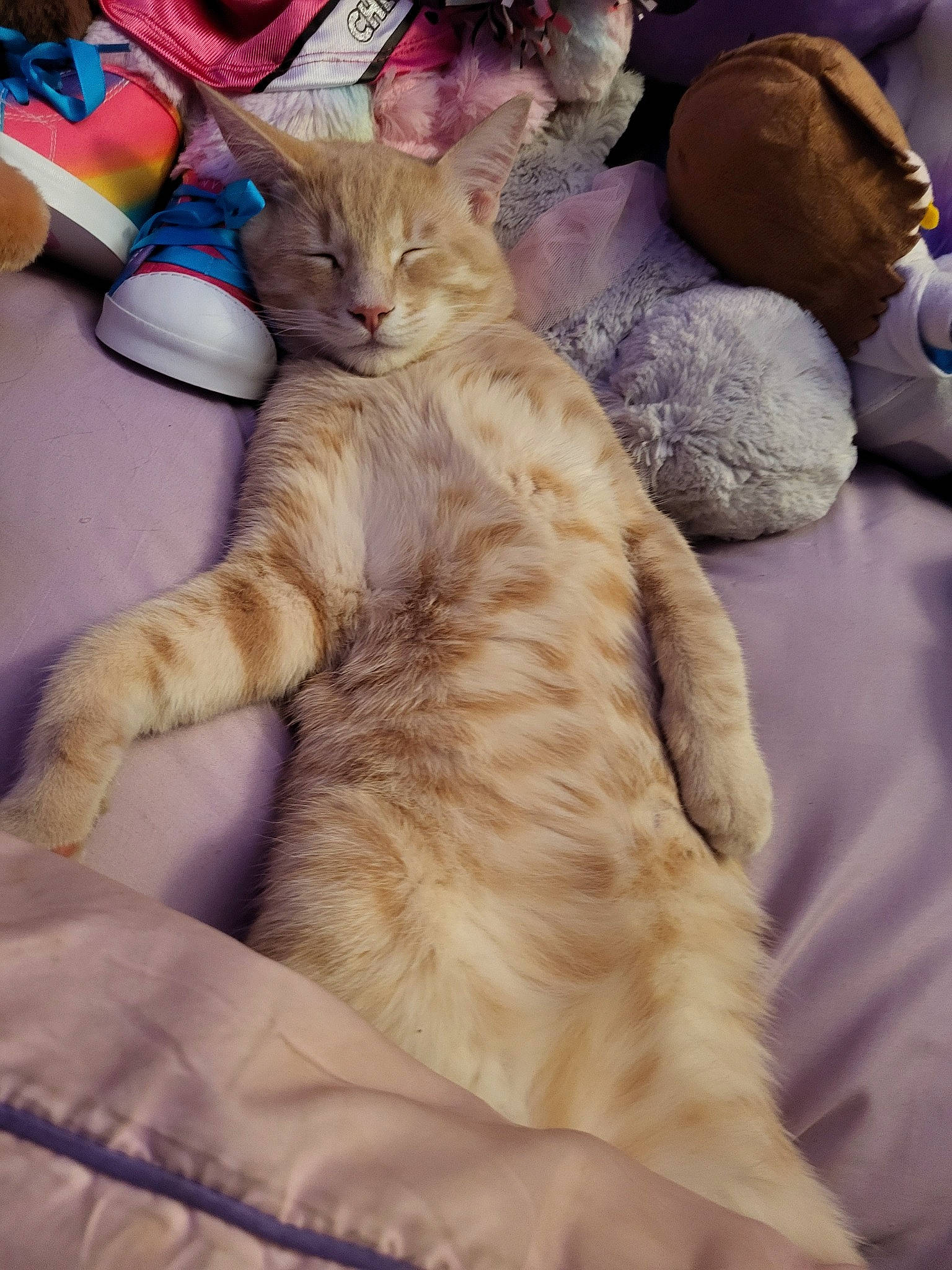 Jayjay joined the competition — help win amazing prizes! bed, carnivore, cat, claw, comfort, domestic_short_haired_cat, fawn, felidae, fur, lap, linens, nap, paw, sitting, sleep, small_to_medium_sized_cats, tail, whiskers