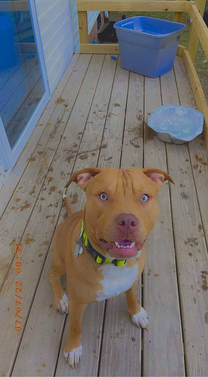 Bently joined the competition — help win amazing prizes! blue, canidae, carnivore, collar, companion_dog, dog, dog_breed, dog_collar, dog_supply, fawn, floor, flooring, hardwood, pet_supply, plank, snout, varnish, wood, wood_stain, working_animal