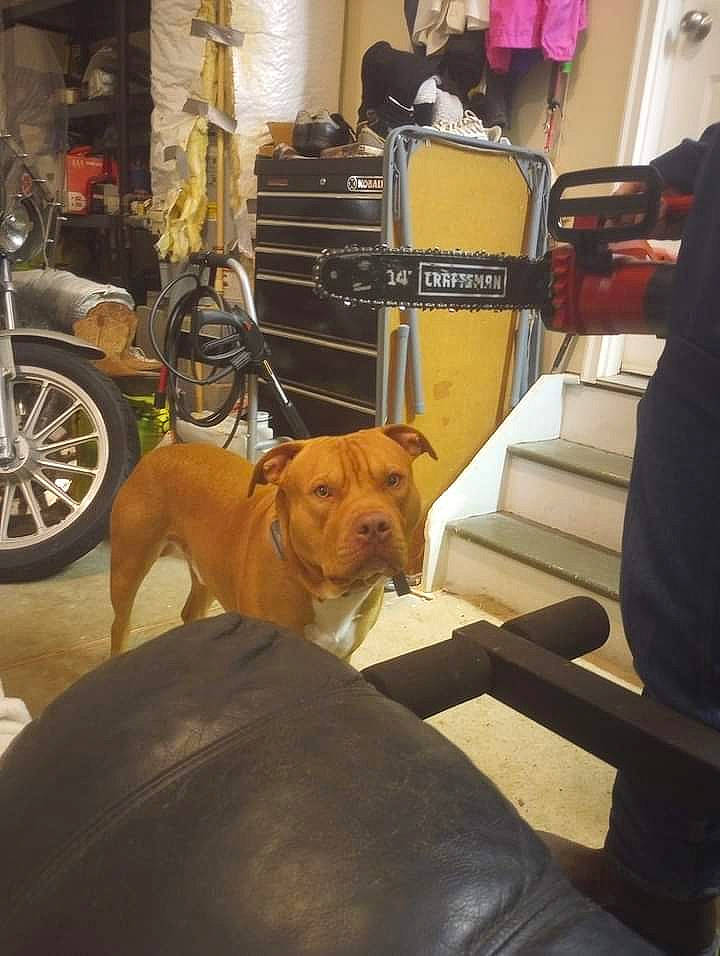 Bently is registered to the contest to win money with this photo: carnivore, chair, comfort, companion_dog, couch, dog, dog_breed, fawn, floor, flooring, hardwood, room, snout, table, tail, tire, wheel, whiskers, wood, working_animal