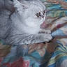 Aude participe au concours pour gagner de l'argent avec cette photo : cat, gray_cat, pet, animal, indoor, bedspread, floral_pattern, furniture, chair, looking_sideways, lying_down, cozy, flat_face_cat, soft_fur, home, resting, cute, domestic_cat, colorful_bedspread, feline