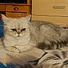 cat, gray_cat, white_cat, pet, animal, blanket, indoor, furniture, wooden_drawer, foot, sock, cozy, resting, lying_down, cute, domestic_animal, home, living_room, feline, relaxed