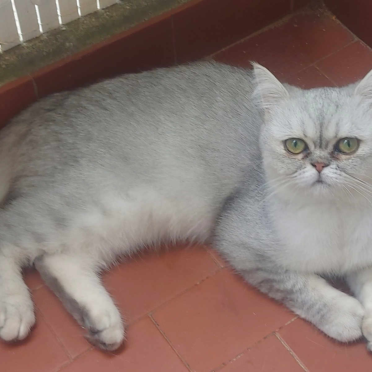 Aude participe au concours pour gagner de l'argent avec cette photo : cat, silver_gray, fluffy, green_eyes, indoor, floor, tiled_floor, relaxed, pet, animal, feline, whiskers, ears, tail, paws, looking_at_camera, resting, cute, domestic_cat, corner
