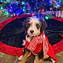 adorable, animal, carpet, christmas, christmas_tree, colorful_lights, cute, decorations, dog, festive, fur, holiday_lights, indoor, pet, puppy, scarf, sitting, sweater, tree_skirt, young_dog