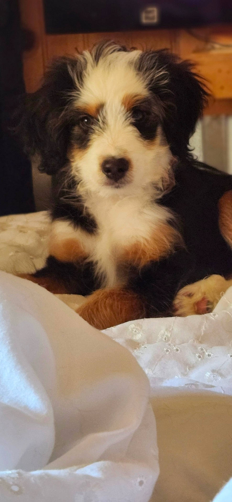 Sophia is registered to the contest to win money with this photo: animal, black, blanket, brown, closeup, cozy, cute, dog, fur, fur_pattern, indoor, pet, portrait, puppy, resting, soft, tricolor, white, white_fur, young_dog