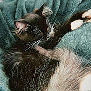 Hera is registered to the contest to win money with this photo: cat, black_cat, white_fur, sleeping, cozy, blanket, soft_texture, pet, whiskers, fur, relaxing, indoor, close_up, cute, animal, resting, comfort, snuggled, paw, domestic_cat