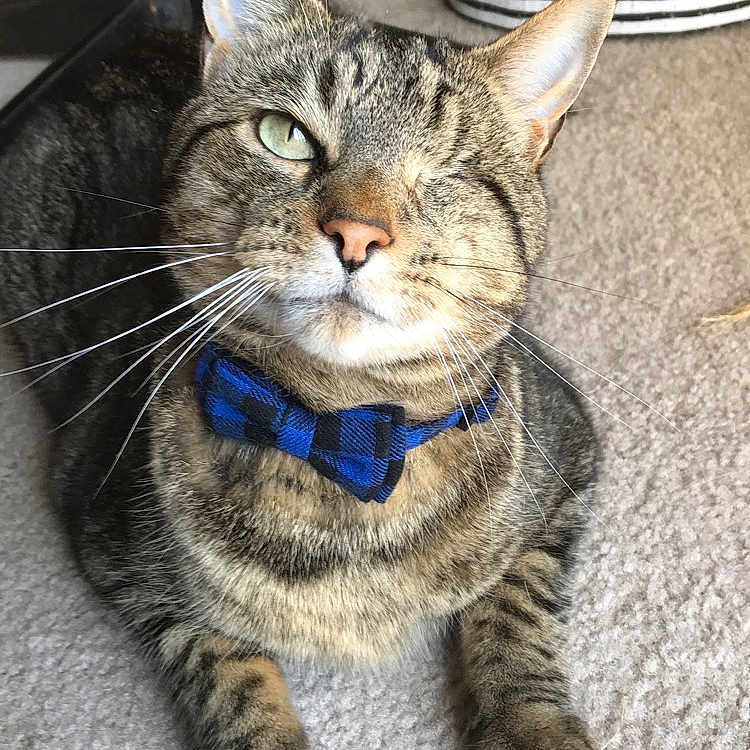 Bung is registered to the contest to win money with this photo: abyssinian, accessories, animal, cat, collar, couch, face, formalwear, furniture, head, indoors, kitten, manx, person, pet, photography, portrait, sleeping, strap, tie