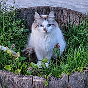 Angel joined the competition — help win amazing prizes! cat, blue_eyes, fluffy, plant, greenery, wooden_barrel, outdoor, nature, pet, animal, fur, close_up, sitting, garden, leaf, rustic, cute, whiskers, wildlife, calm