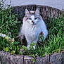 cat, blue_eyes, fluffy, plant, greenery, wooden_barrel, outdoor, nature, pet, animal, fur, close_up, sitting, garden, leaf, rustic, cute, whiskers, wildlife, calm